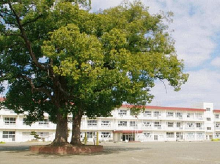 ���ӊ� �y���w�Z�z��t�s���_�c���w�Z�F719m